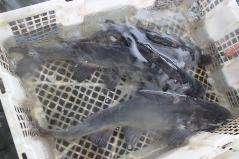 农家原生态无污染淡水鱼 天然养殖鲜美肉嫩江团 食用活鱼批发